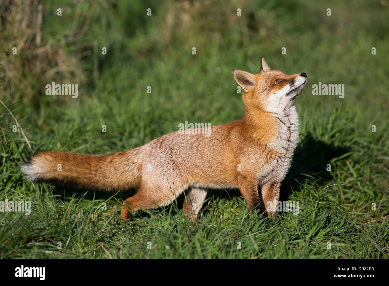 Fox; Vulpes vulpes; Regno Unito Foto Stock