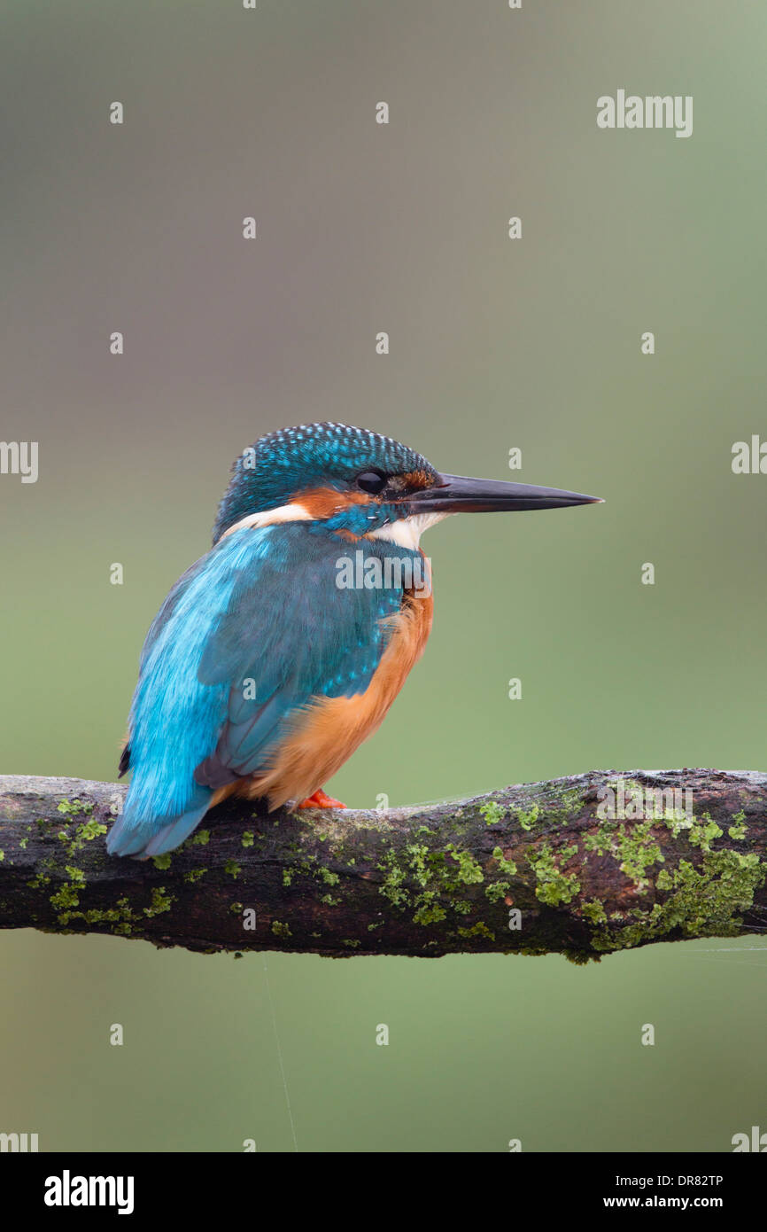 Kingfisher; Alcedo atthis; maschio; Regno Unito Foto Stock