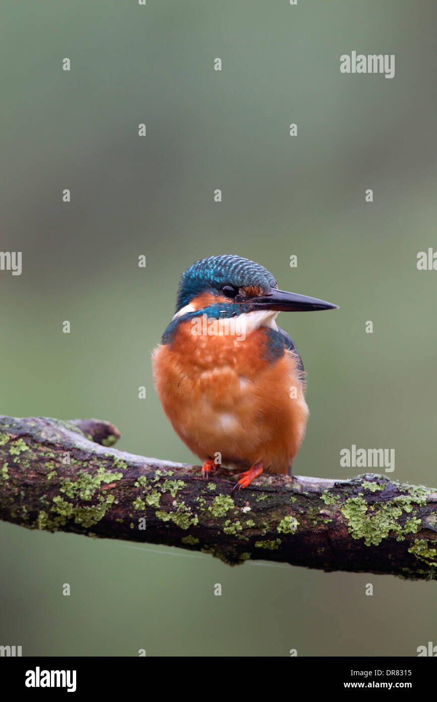 Kingfisher; Alcedo atthis; maschio; Regno Unito Foto Stock