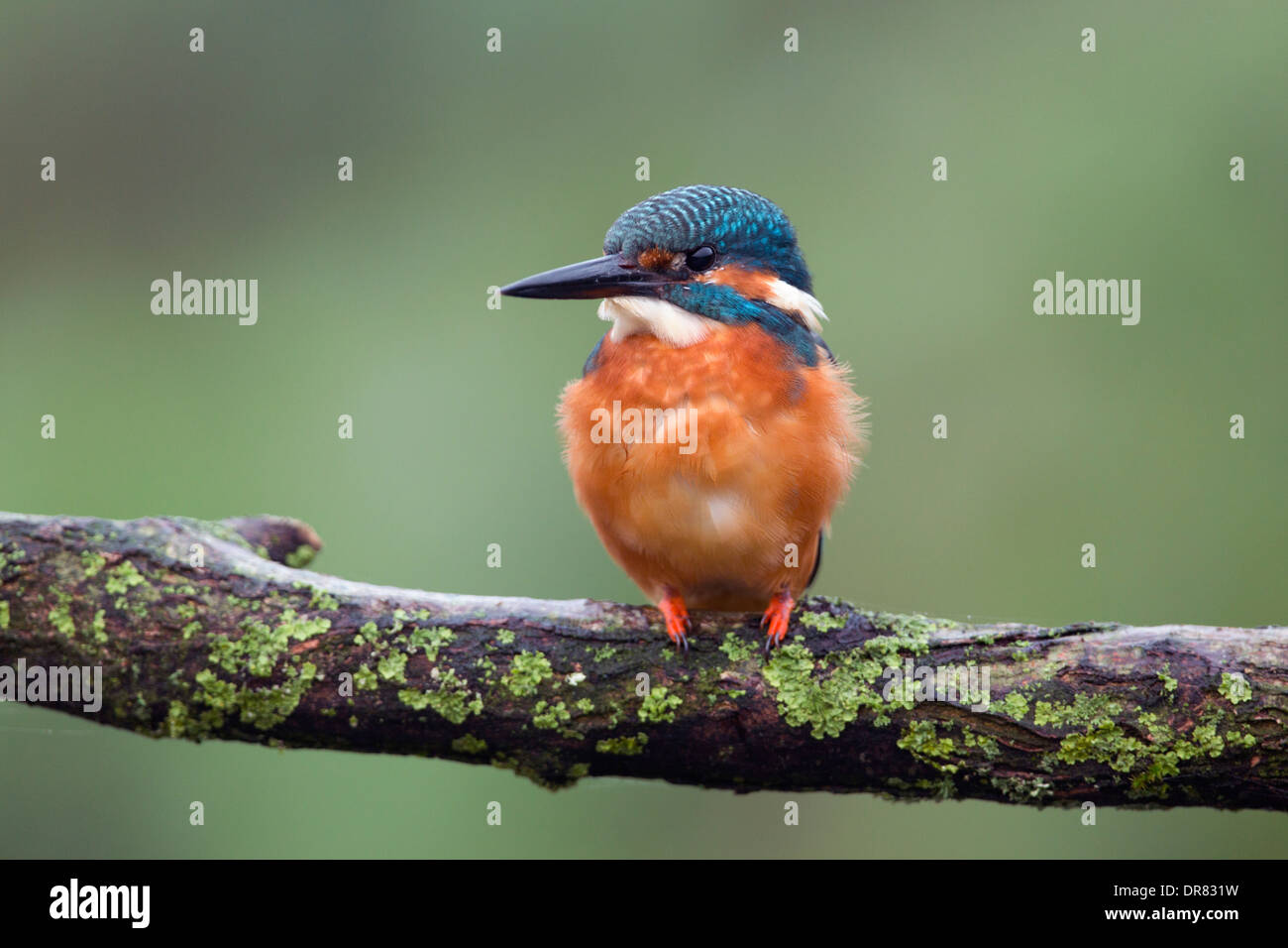 Kingfisher; Alcedo atthis; maschio; Regno Unito Foto Stock