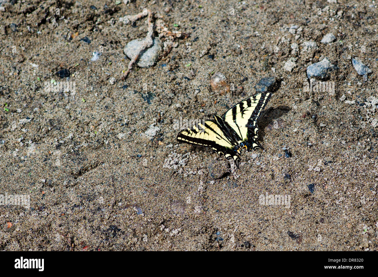 Farfalla monarca (Danaus plexippus), milkweed butterfly Foto Stock