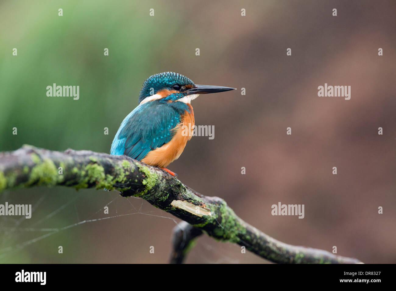 Kingfisher; Alcedo atthis; maschio; Regno Unito Foto Stock
