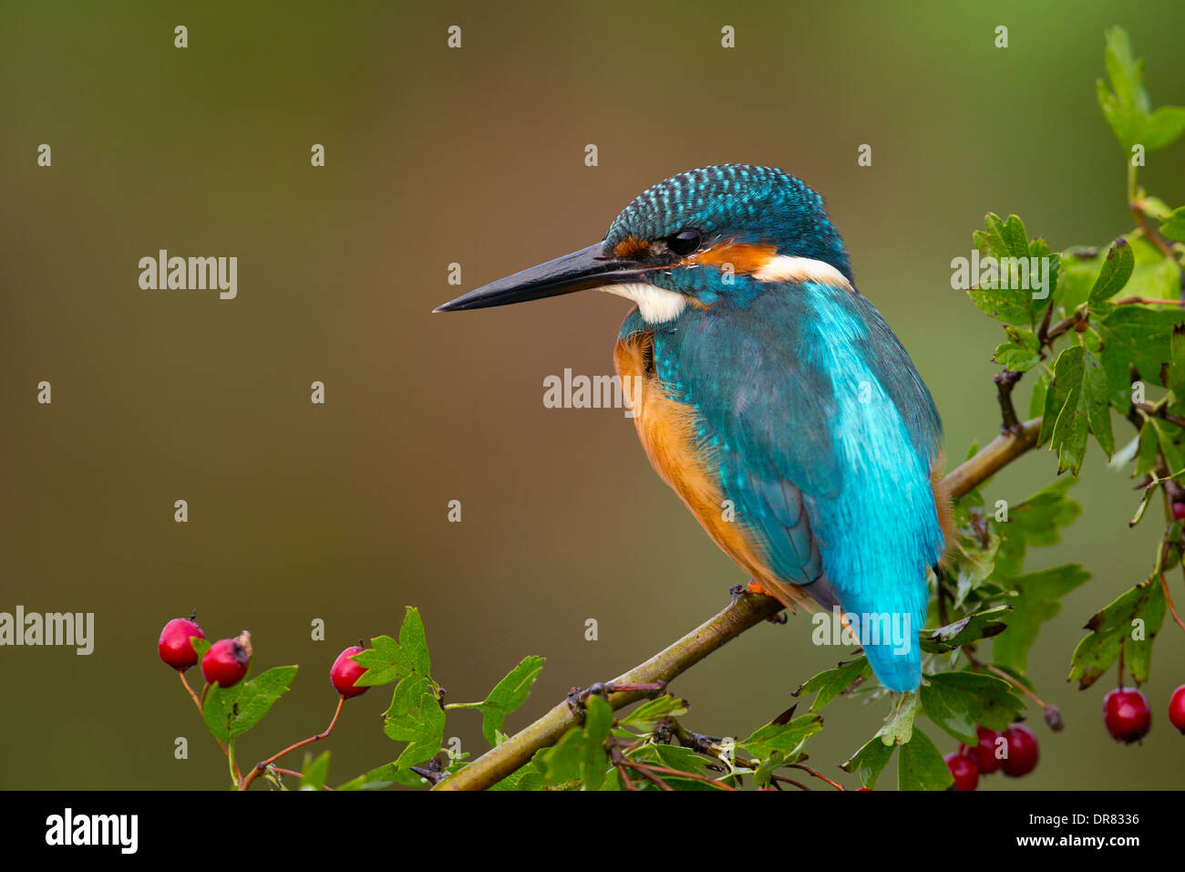 Kingfisher; Alcedo atthis; su biancospino; Regno Unito Foto Stock