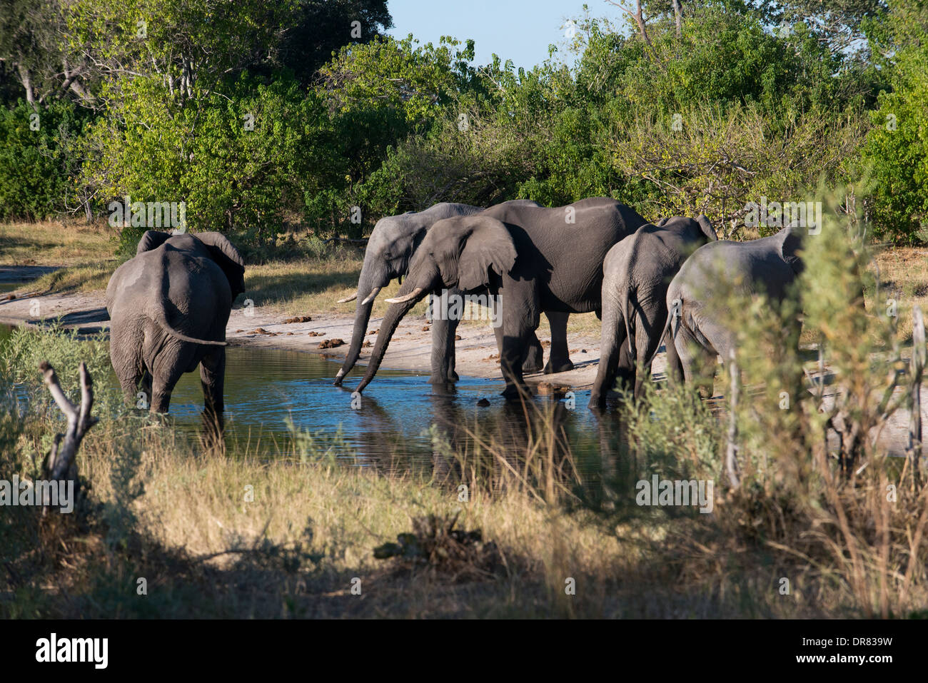Gli elefanti acqua potabile in un fiume vicino al Savute Elephant Camp da Orient Express in Botswana nel Chobe National Park. Foto Stock
