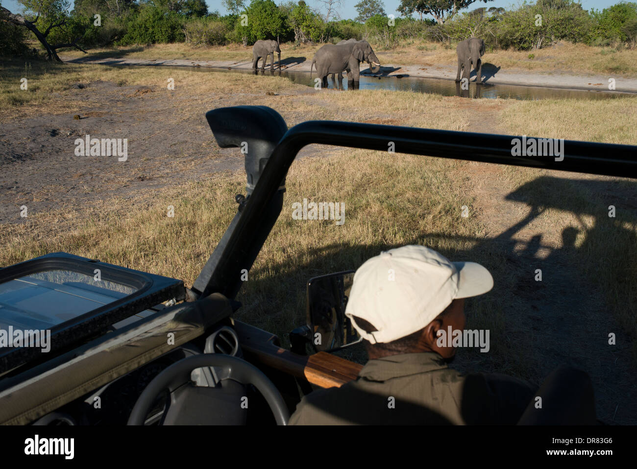 Una delle guide Savute Elephant Camp da Orient Express in Botswana nel Parco Nazionale Chobe . caricato su uno dei 4x4 Foto Stock