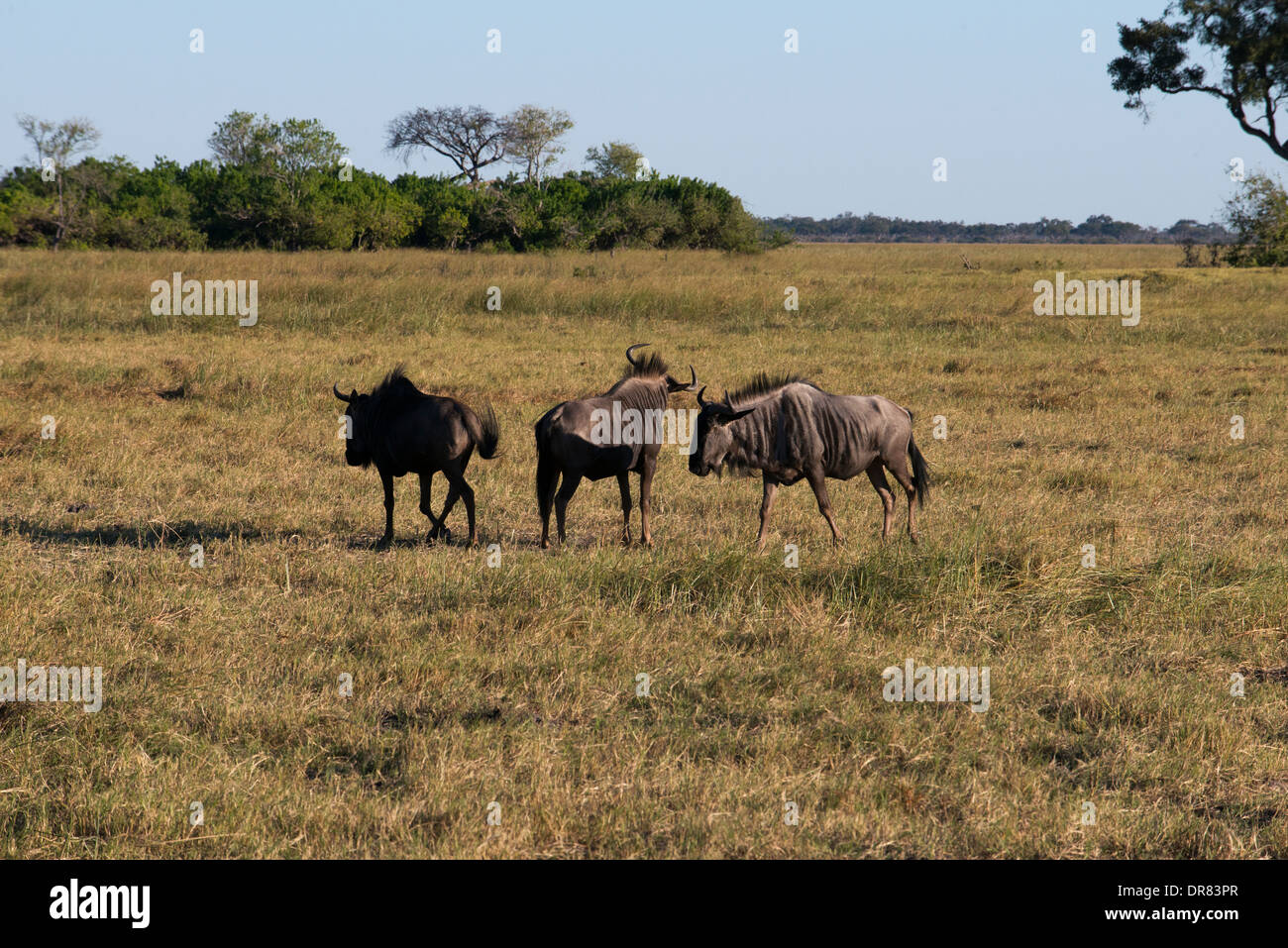 Alcuni gnu scamper vicino al camp Savute Elephant Camp da Orient Express in Botswna nel Chobe National Park. Foto Stock