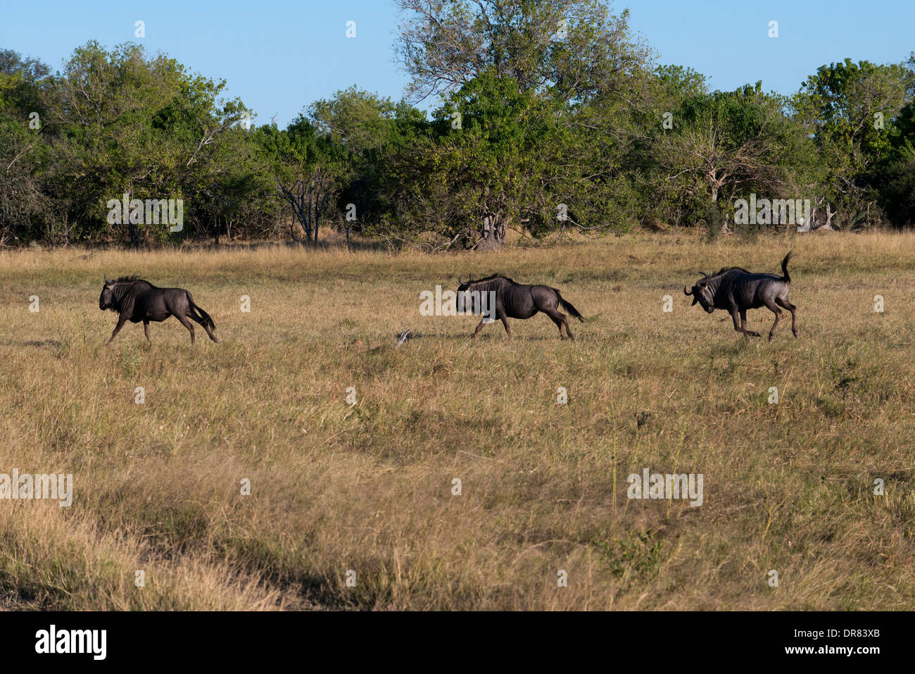 Alcuni gnu scamper vicino al camp Savute Elephant Camp da Orient Express in Botswna nel Chobe National Park. Foto Stock