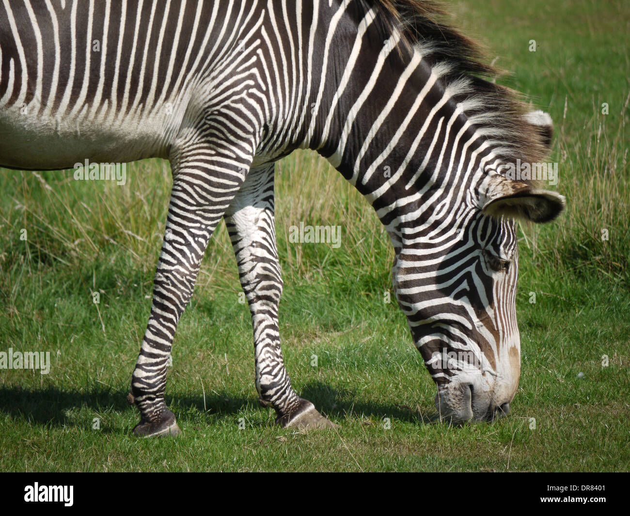 Zebra che pasce Foto Stock