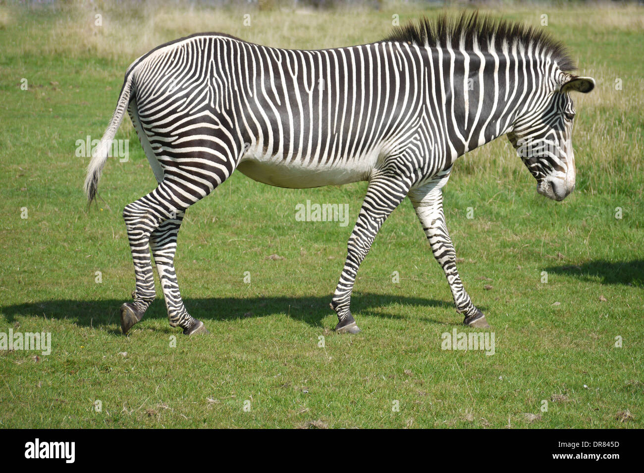 Zebra camminando in un campo Foto Stock