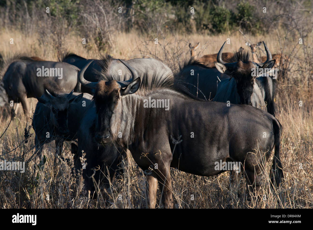 Alcuni gnu scamper vicino al camp Savute Elephant Camp da Orient Express in Botswna nel Chobe National Park. Foto Stock