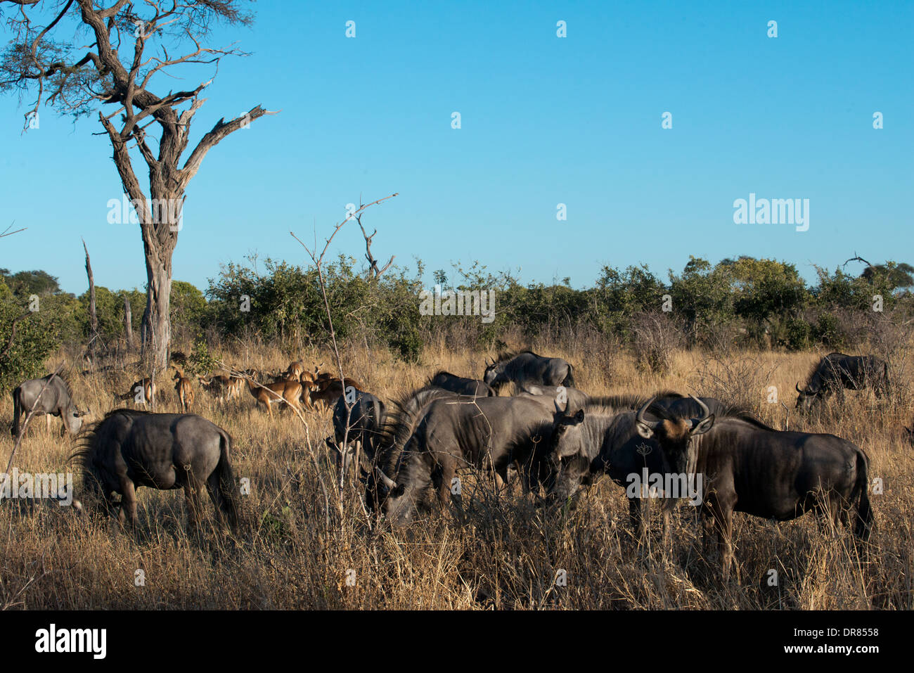 Alcuni gnu scamper vicino al camp Savute Elephant Camp da Orient Express in Botswna nel Chobe National Park. Foto Stock