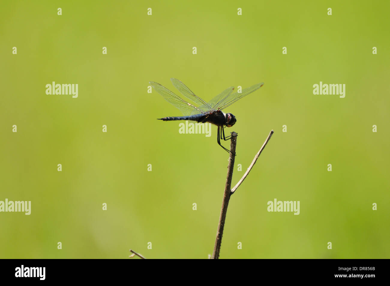 Dragonfly arroccato in Brasile Foto Stock