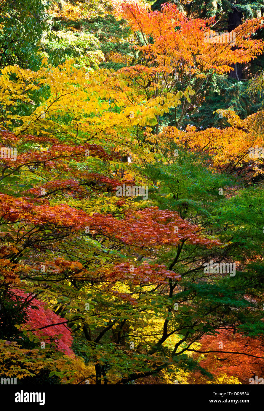 WASHINGTON - i colori autunnali a Seattle Washington Park Arboretum. Foto Stock