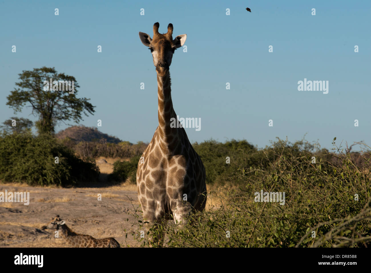 Alcune giraffe acqua potabile in un fiume vicino al campo Savute Elephant Camp da Orient Express in Botswna in Chobe National Foto Stock