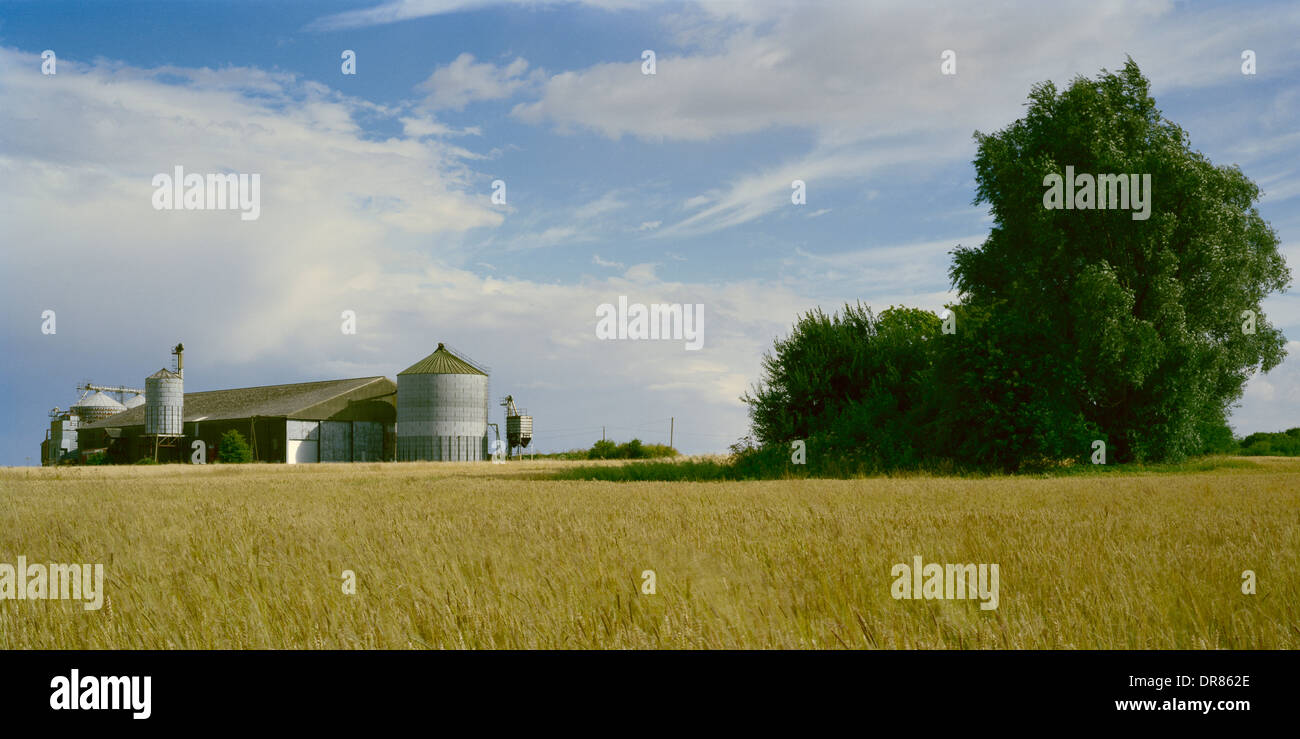 Silos e intrico di alberi in un campo di grano di maturazione Cambridgeshire Foto Stock
