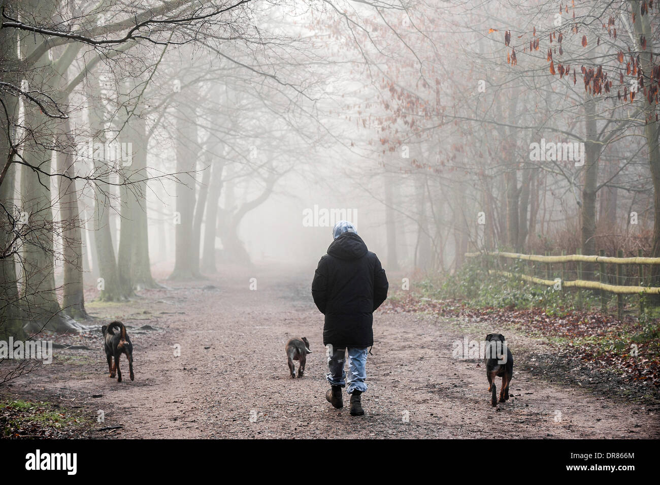 Brentwood, Essex, Regno Unito. 21 gennaio 2014 un dog walker e i suoi tre animali domestici brave la fitta nebbia avvolgenti campagna dell'Essex. Fotografo: Gordon Scammell/Alamy Live News Foto Stock