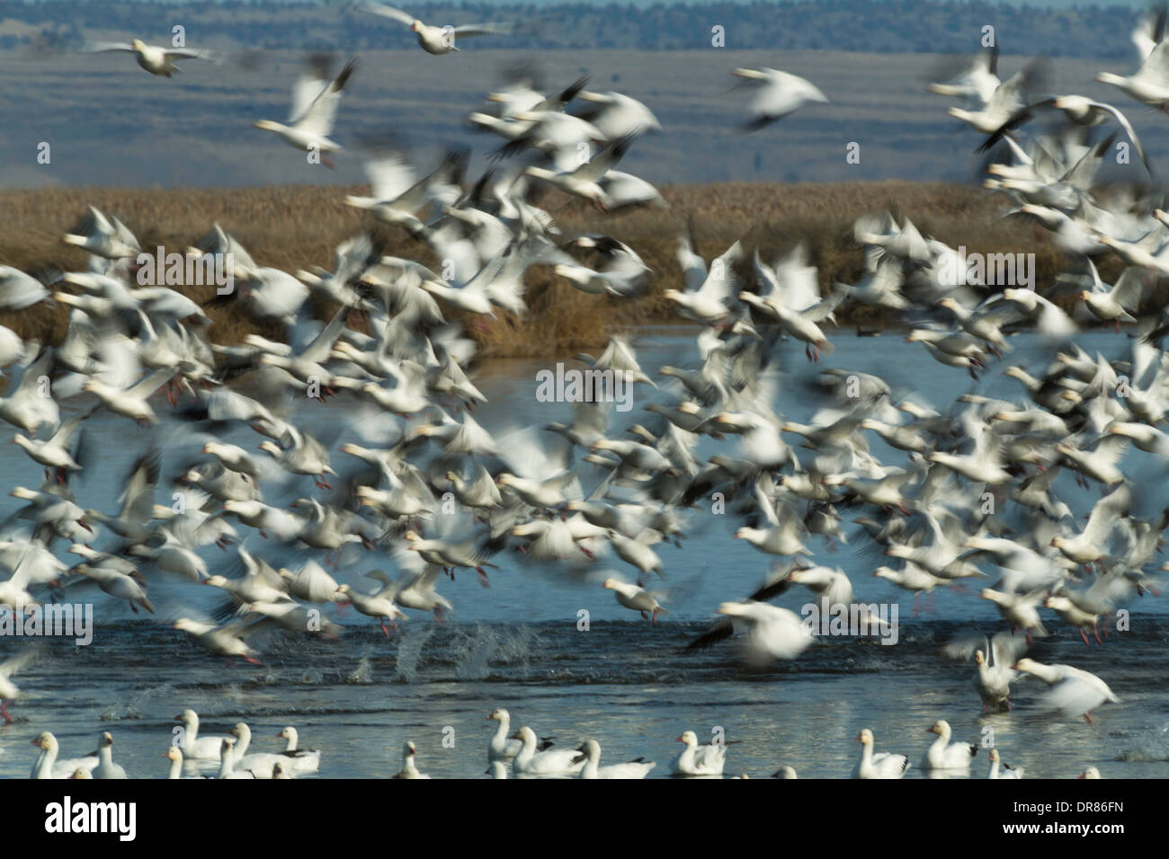 Uno Stormo di oche delle nevi (Chen caerulescens) prendere il volo alla migrazione di primavera presso il Klamath National Wildlife Refuge. Foto Stock