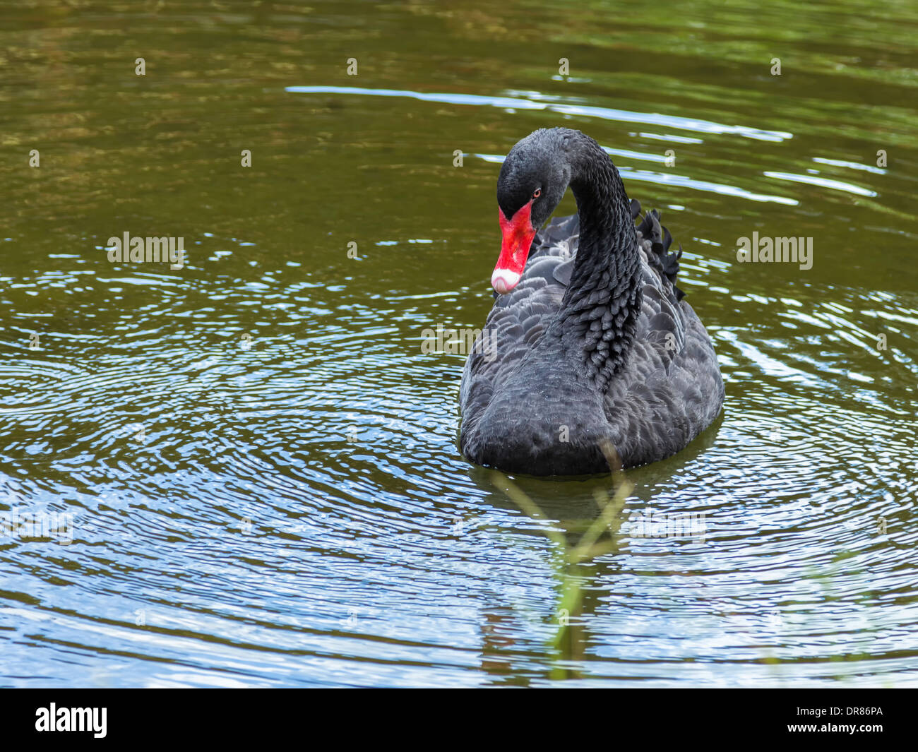 Bellissimo cigno nero a nuotare in un lago Foto Stock