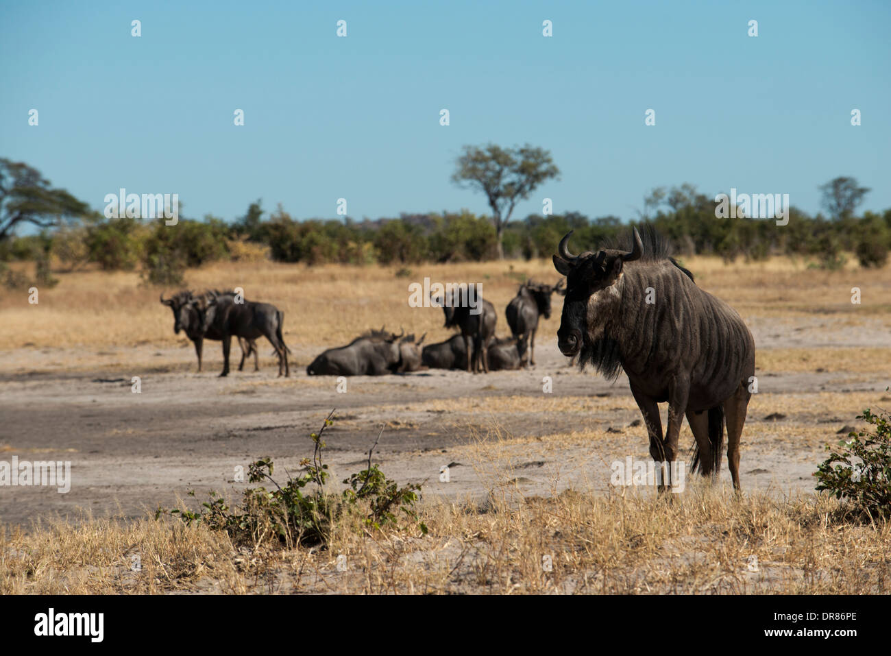 Alcuni gnu scamper vicino al camp Savute Elephant Camp da Orient Express in Botswna nel Chobe National Park. Foto Stock
