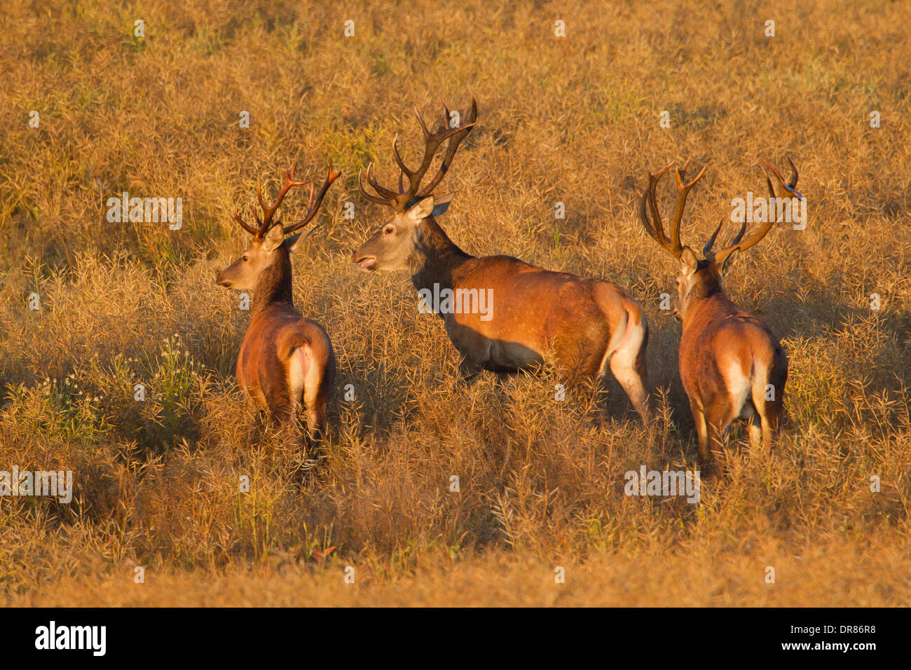 Allevamento di cervo (Cervus elaphus) cervi campo di traslazione in estate Foto Stock