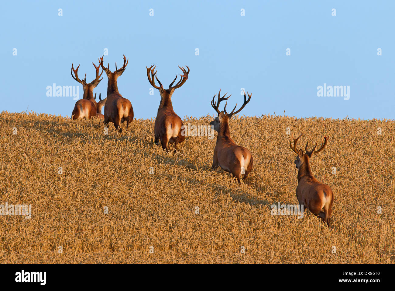 Allevamento di cervo (Cervus elaphus) cervi attraversando Campo di grano / cornfield in estate Foto Stock