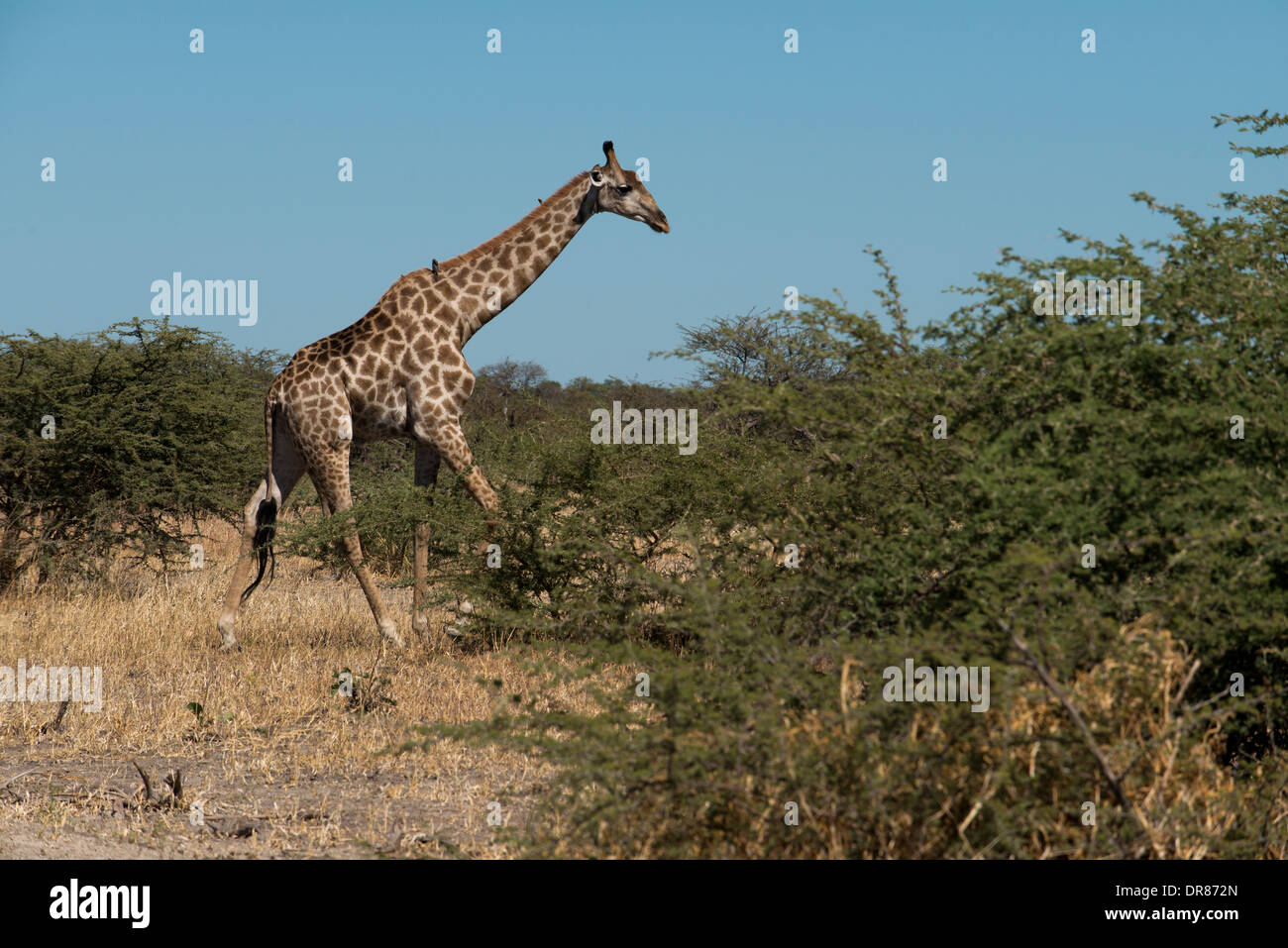 Alcune giraffe acqua potabile in un fiume vicino al campo Savute Elephant Camp da Orient Express in Botswna in Chobe National Foto Stock