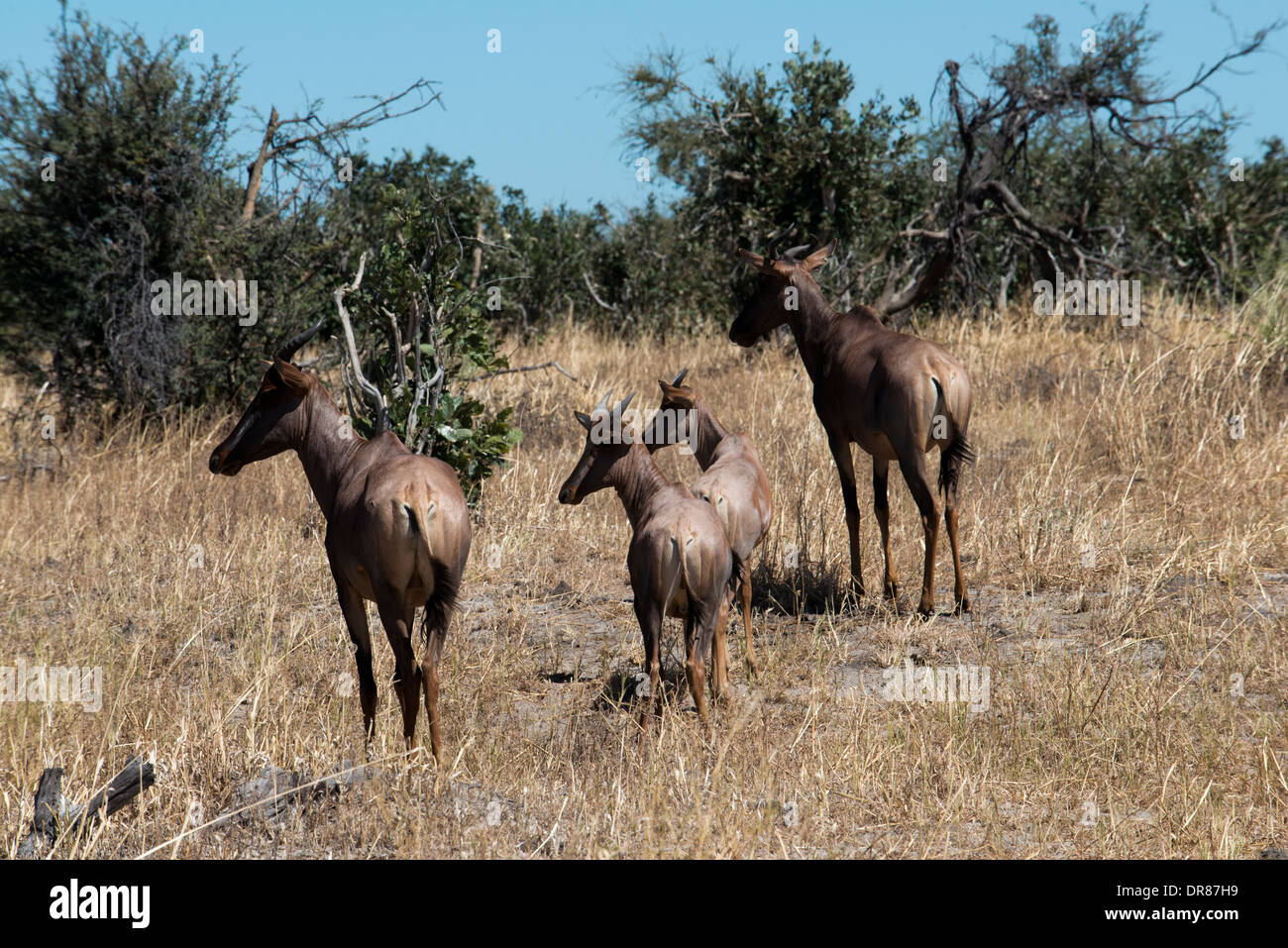 Alcuni gnu scamper vicino al camp Savute Elephant Camp da Orient Express in Botswna nel Chobe National Park. Foto Stock