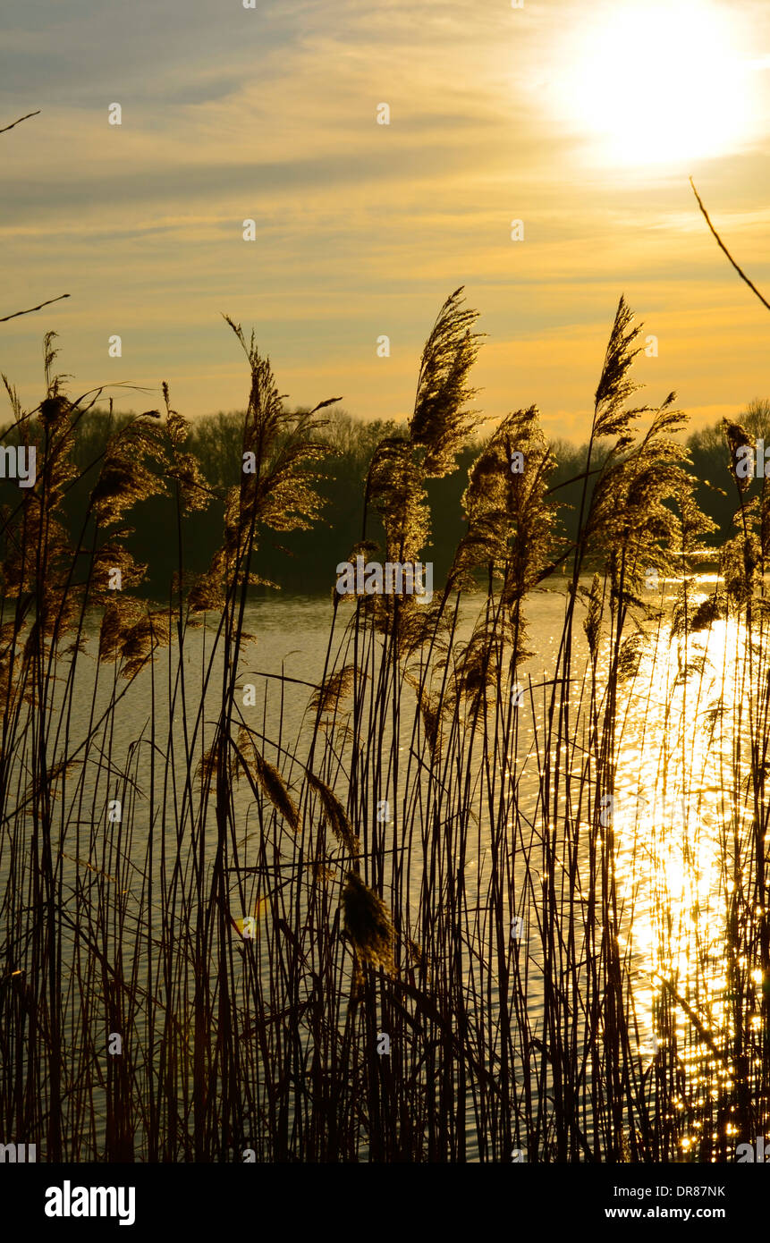 Golden Sun presi buttato paglierino dorato, su una barca sul lago. Foto Stock