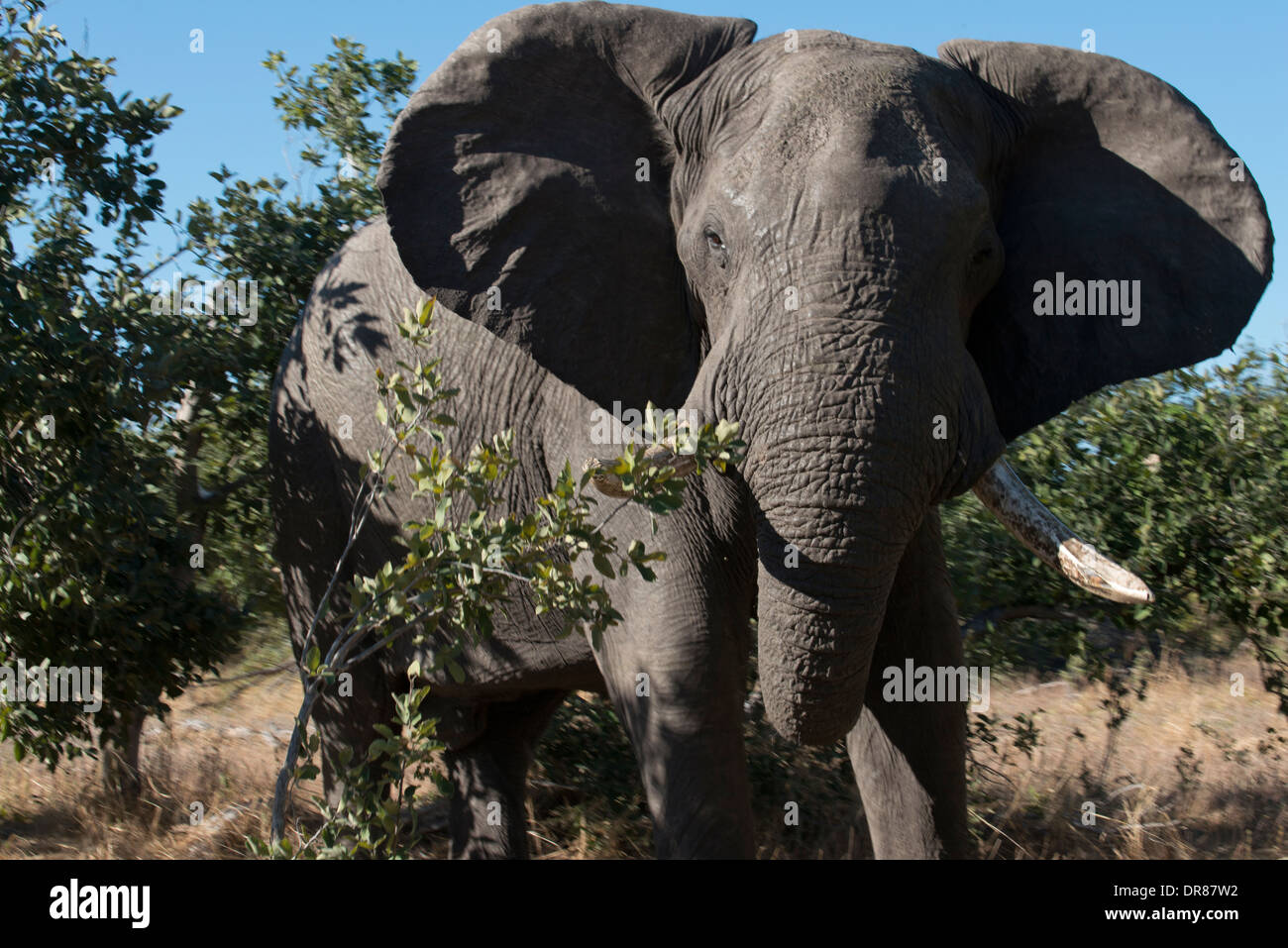 Una copia di elefante adulto passeggiate vicino Savute Elephant Camp da Orient Express in Botswna nel Chobe National Park. Foto Stock
