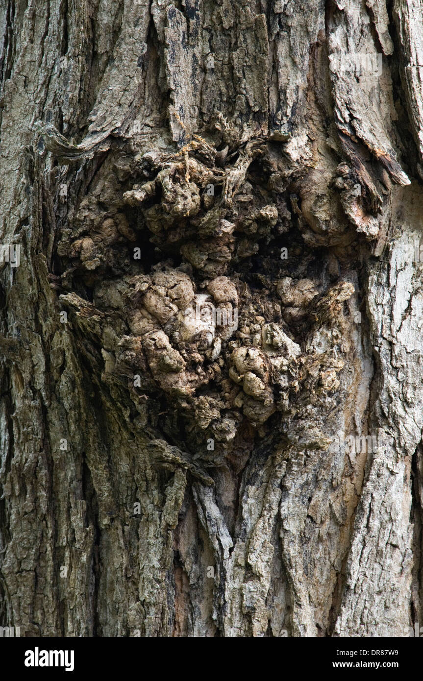 Faccia nella corteccia di un albero di Acero Foto Stock