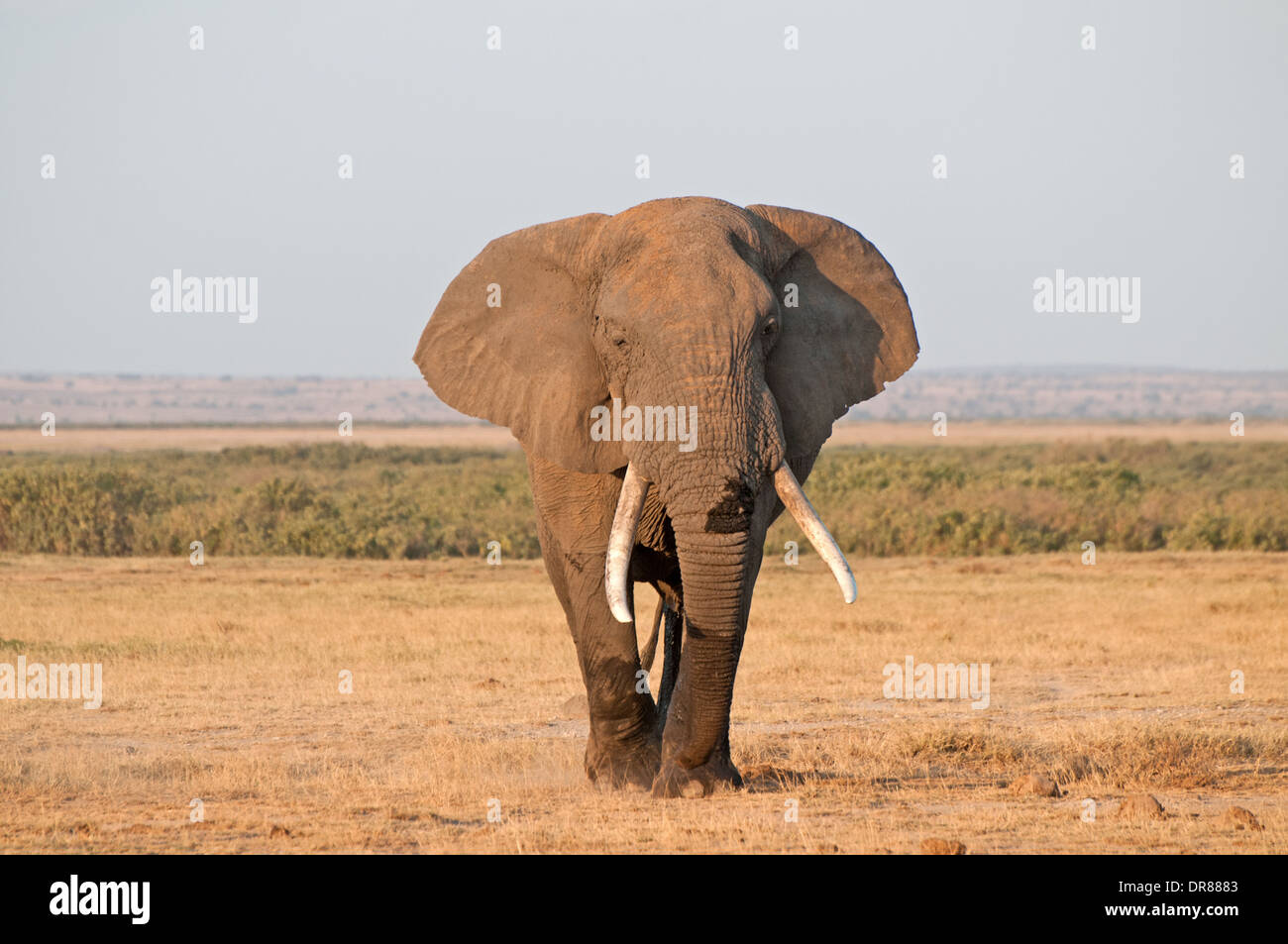 Maschio maturo Elephant con le orecchie tese e buona zanne di Amboseli National Park in Kenya Africa orientale Foto Stock