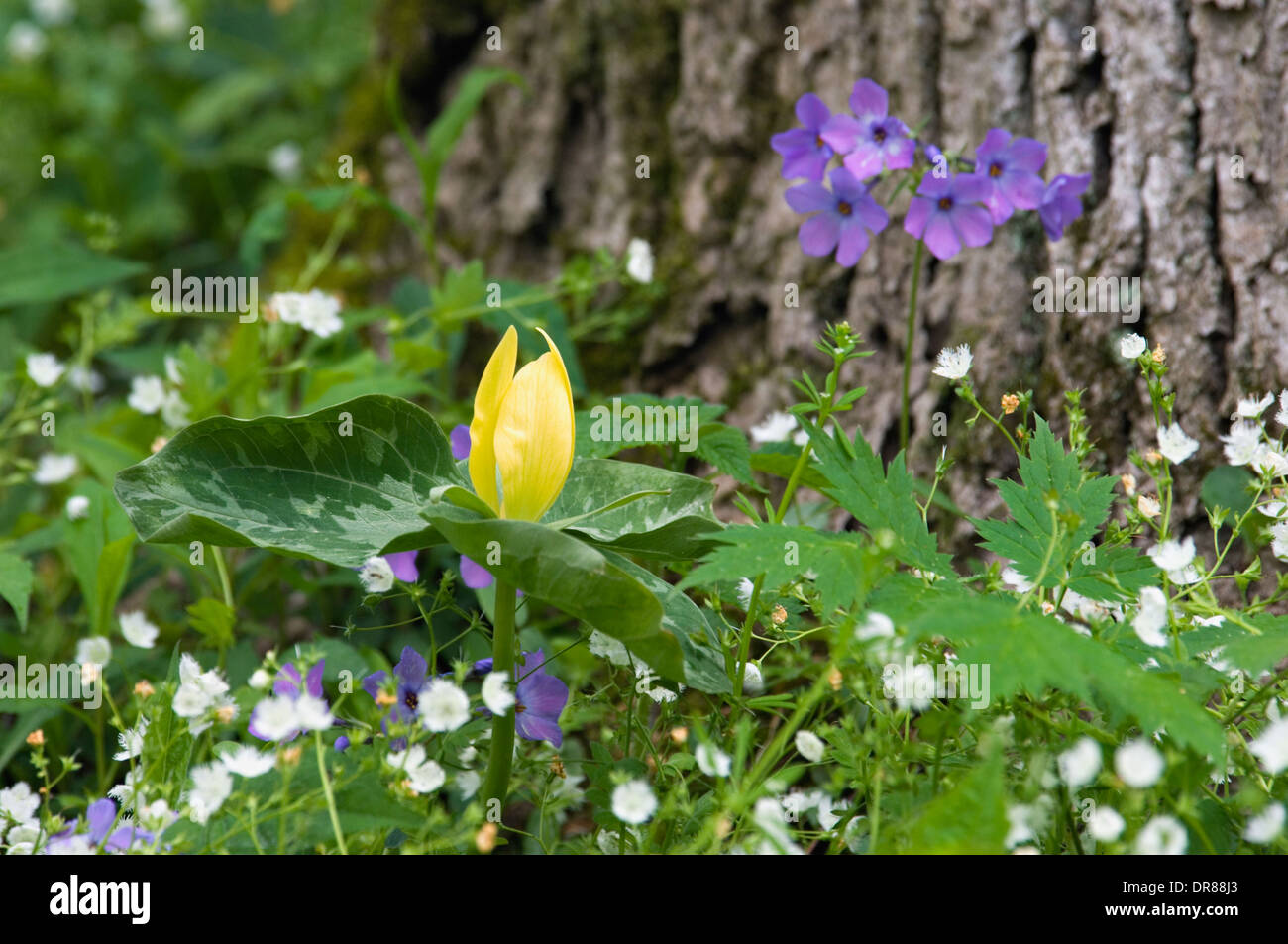 La molla fiori selvatici in foresta Foto Stock