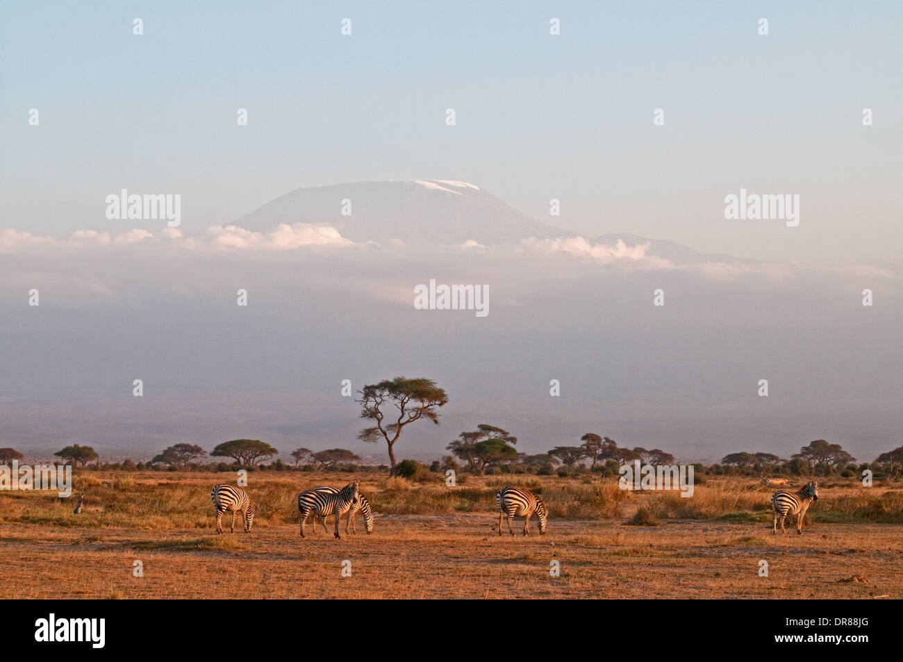 Zebra comune e alberi di acacia in pianura ai piedi del Kilimanjaro in Amboseli National Park in Kenya Africa orientale Foto Stock