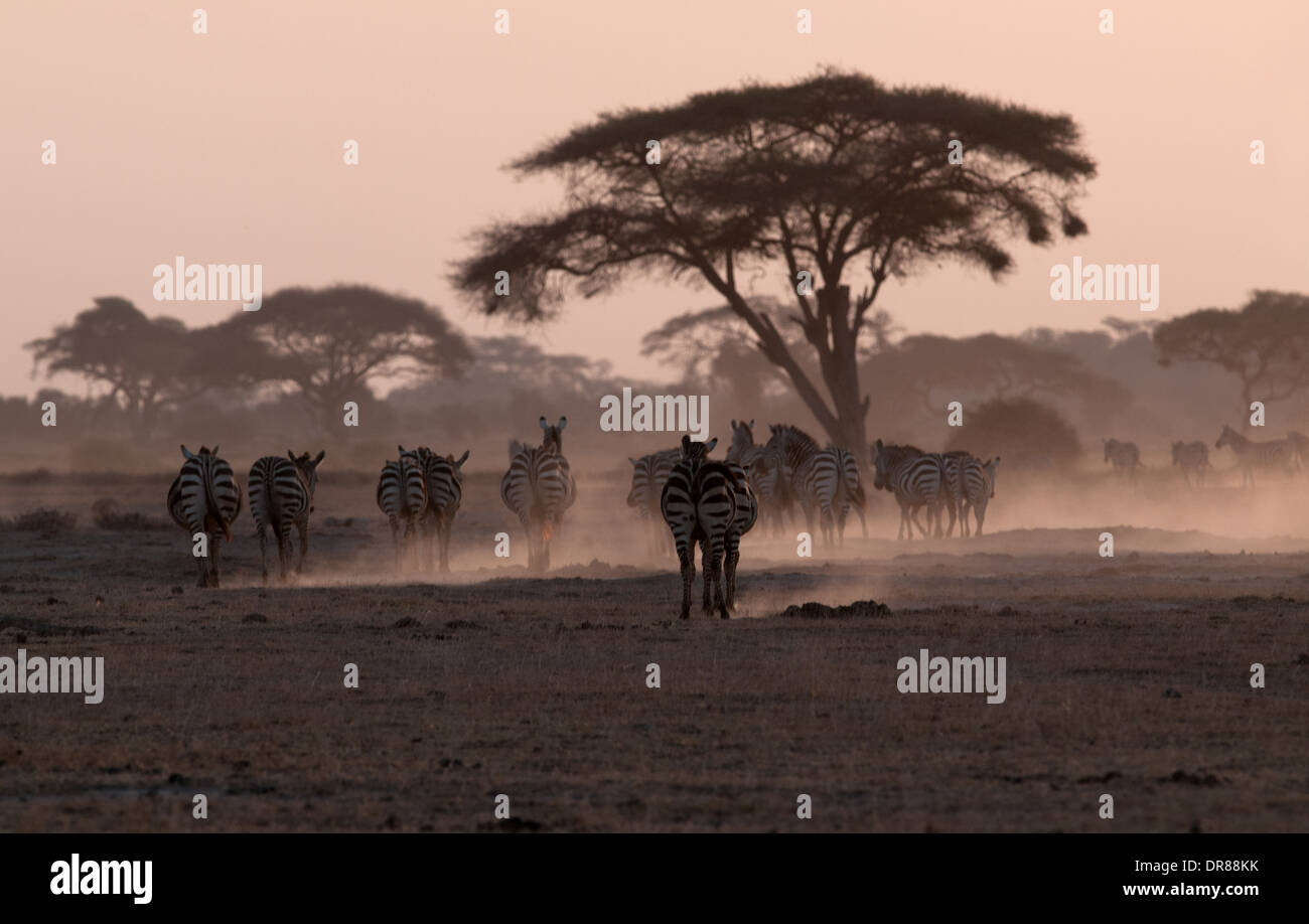 Allevamento di comune Zebra trek passato gli alberi di acacia sollevando la polvere al crepuscolo in Amboseli National Park in Kenya Africa orientale Foto Stock