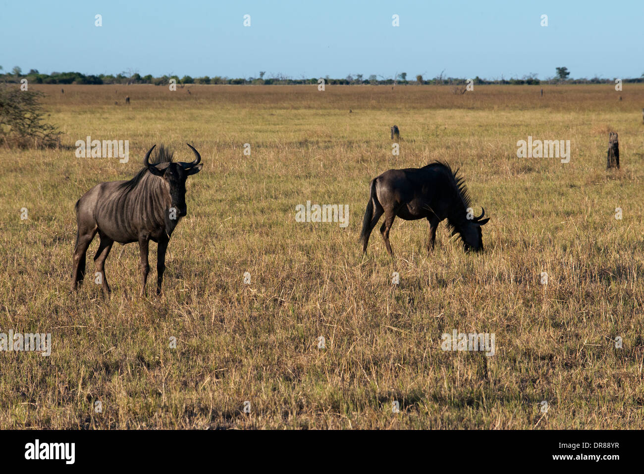 Alcuni gnu scamper vicino al camp Savute Elephant Camp da Orient Express in Botswna nel Chobe National Park. Foto Stock