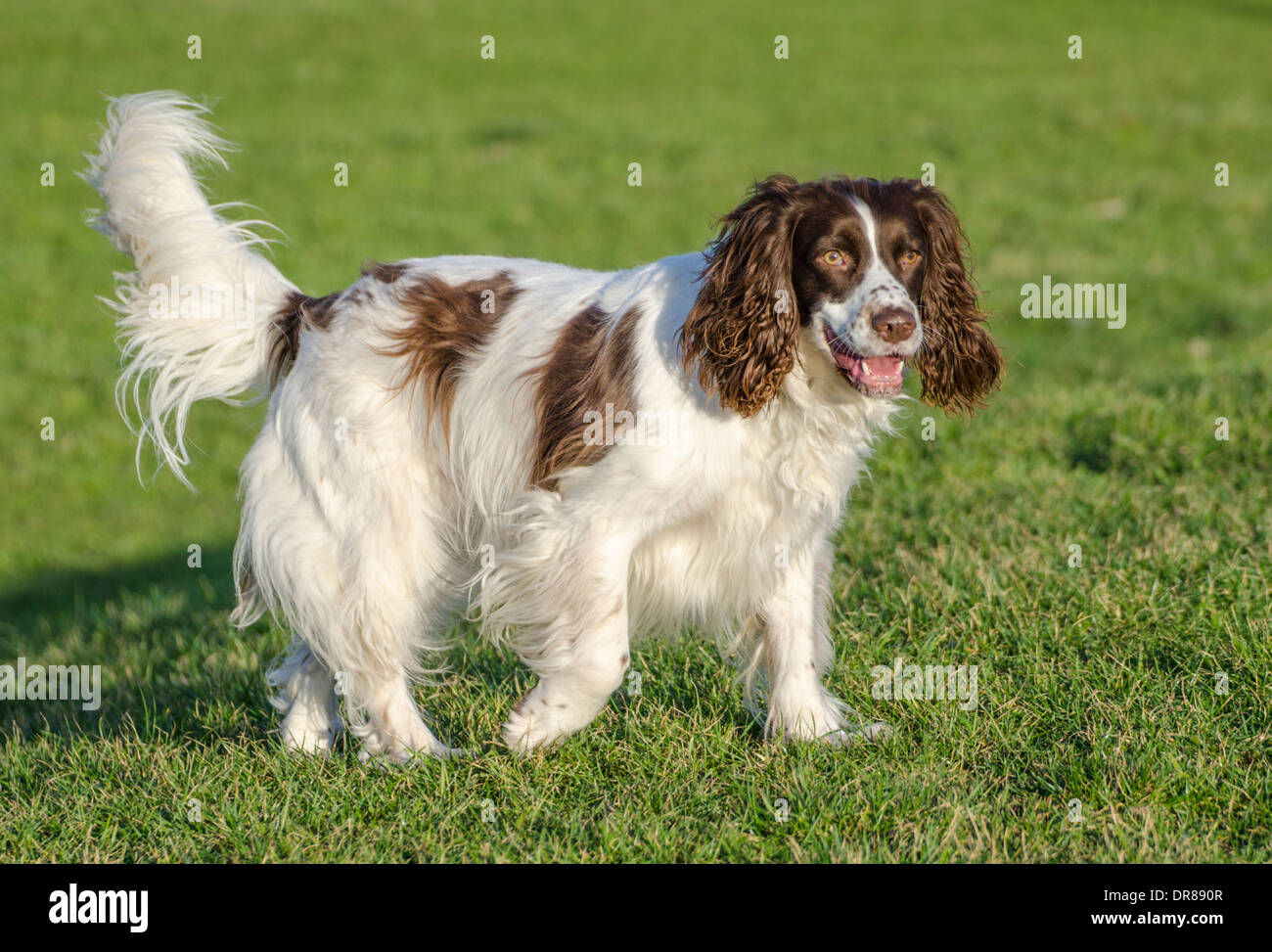 Welsh Springer Spaniel cane sull'erba. Foto Stock