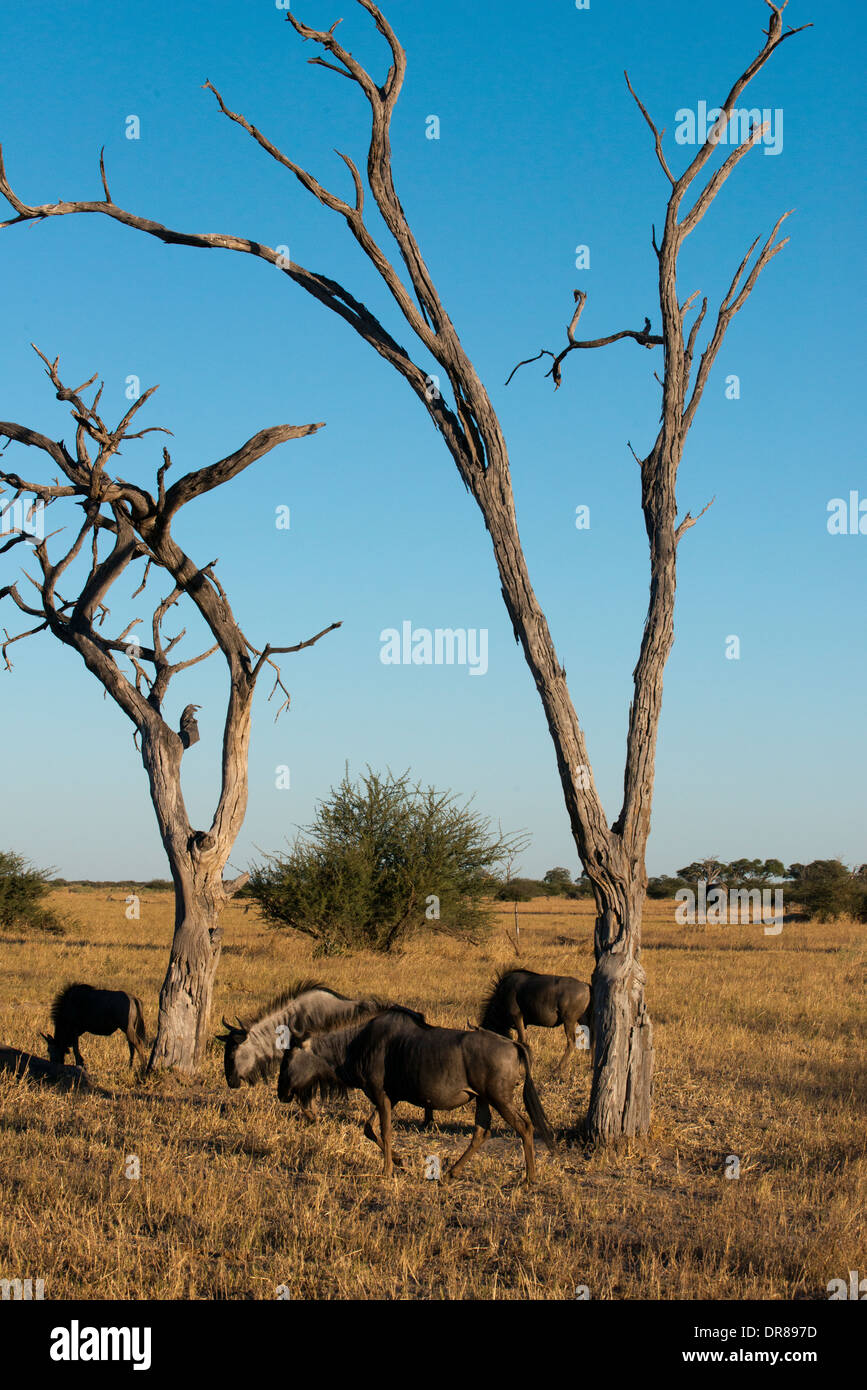 Alcuni gnu scamper vicino al camp Savute Elephant Camp da Orient Express in Botswna nel Chobe National Park. Foto Stock