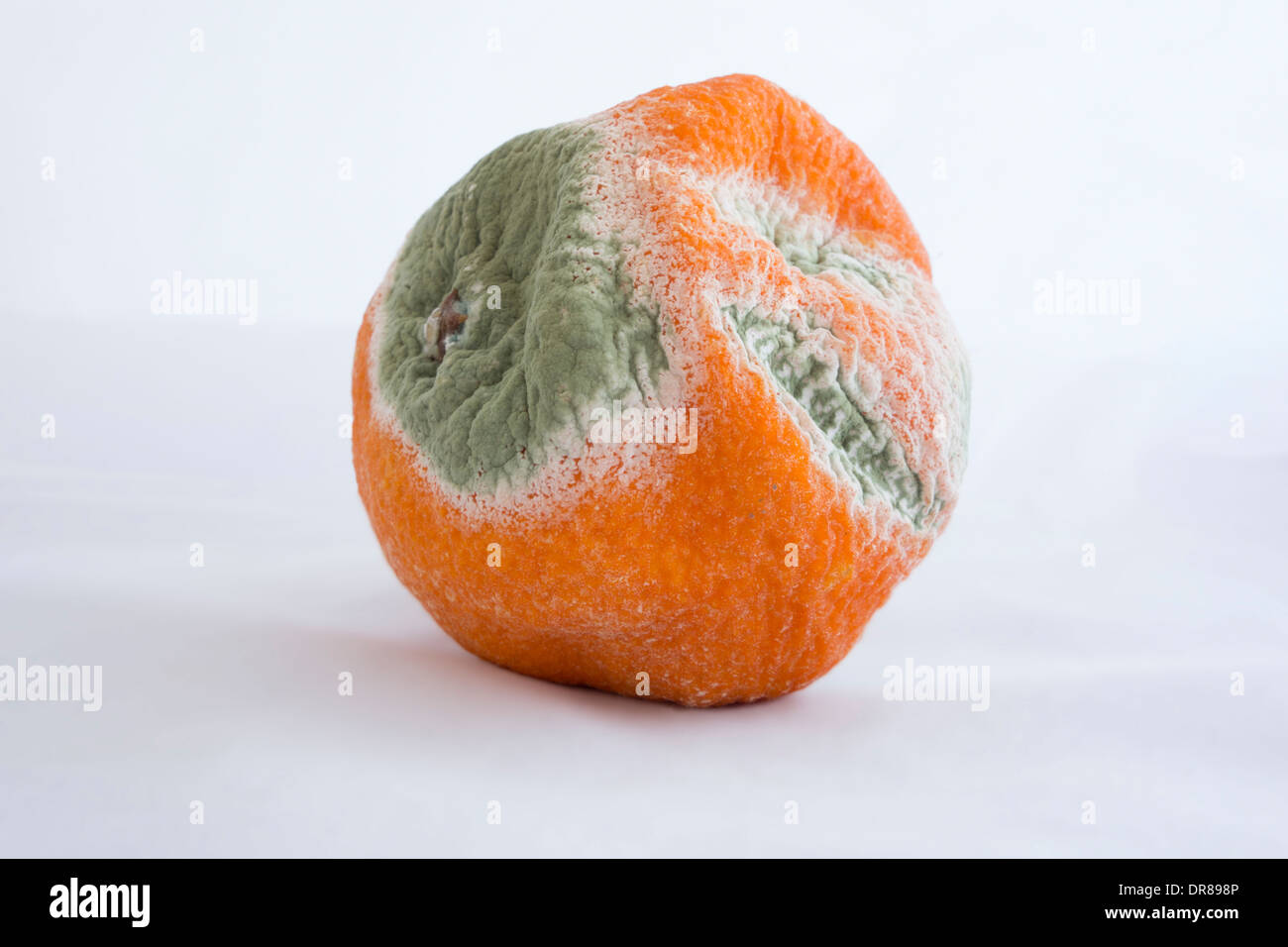 Passato il suo migliore: muffa sulla pelle di un mandarino. Foto Stock