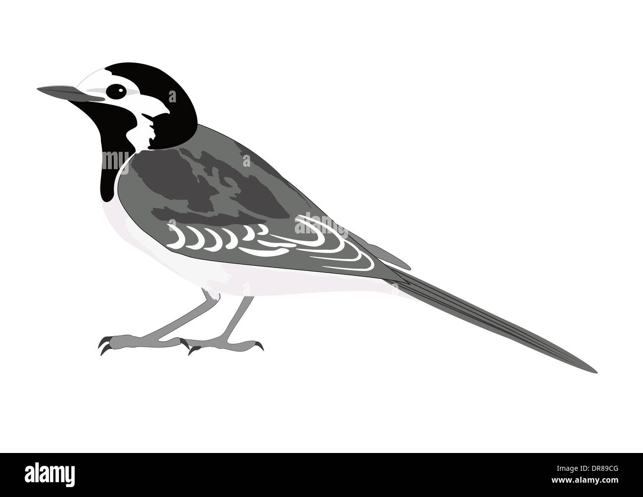 Pied Wagtail bird Foto Stock