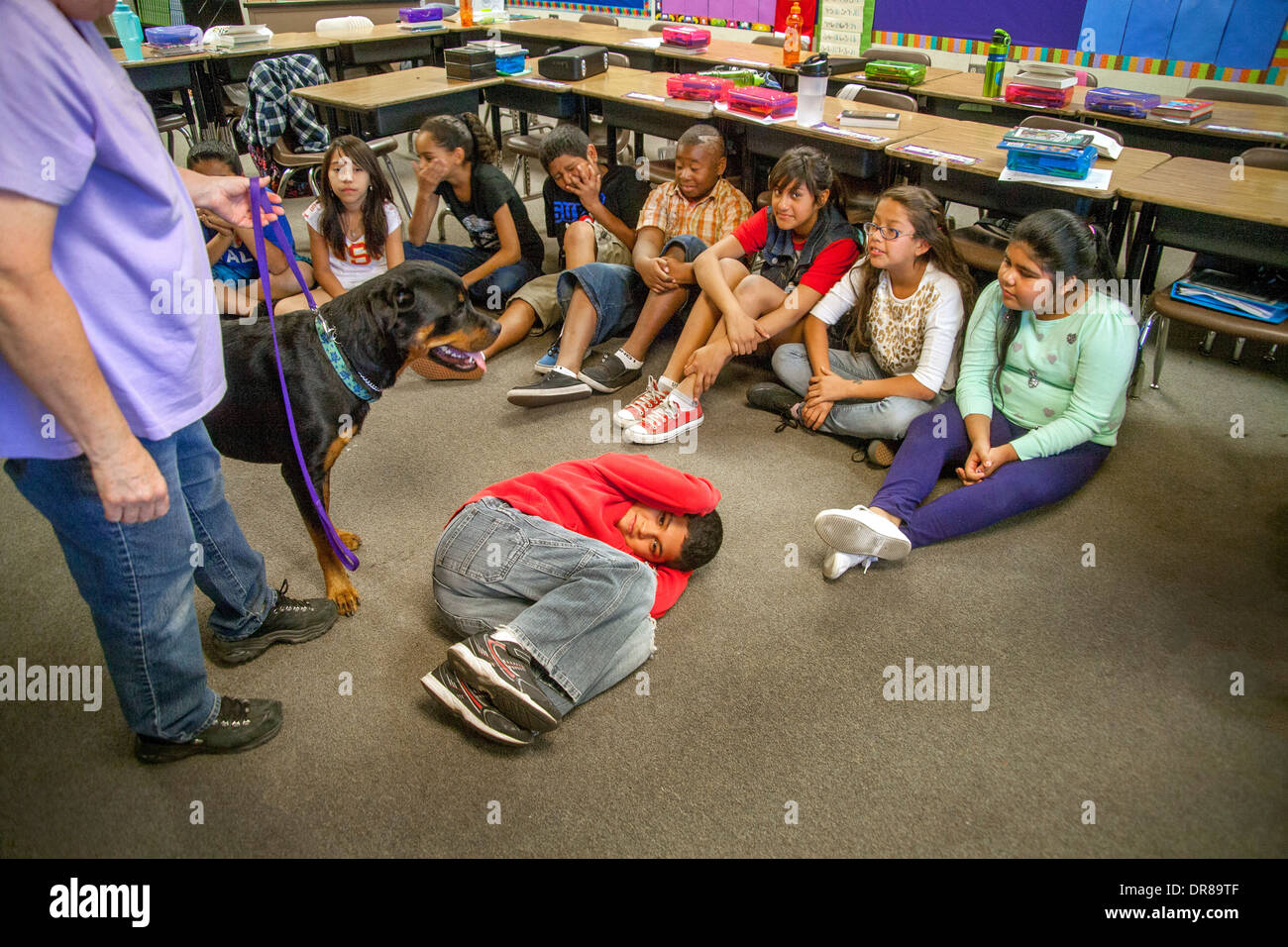 Un prevalentemente ispanica scuola elementare classe in San Bernardino, CA, vengono insegnate pet care con un cane Rottweiler. Foto Stock