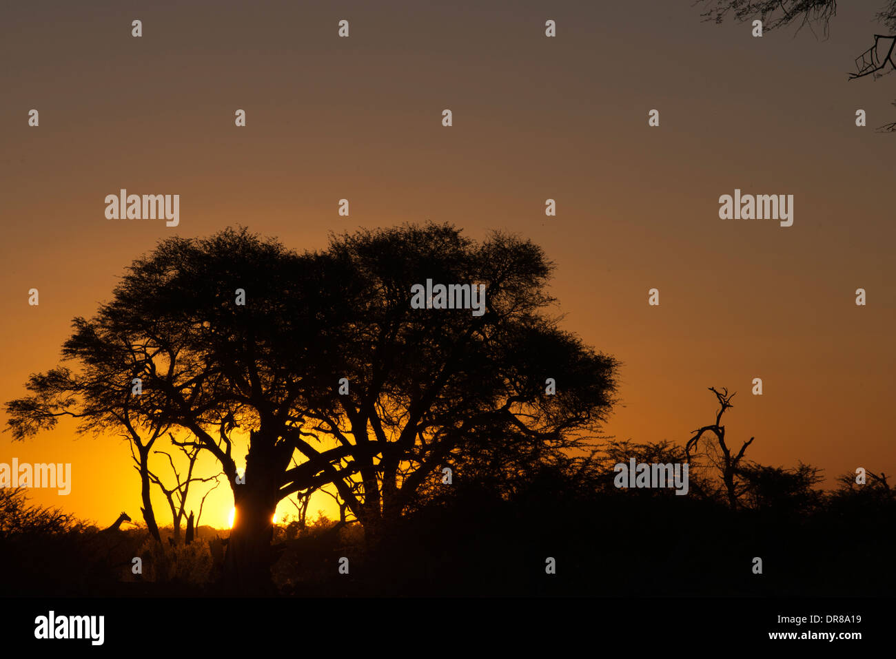 Tramonto vicino al camp Savute Elephant Camp da Orient Express in Botswna nel Chobe National Park. Foto Stock