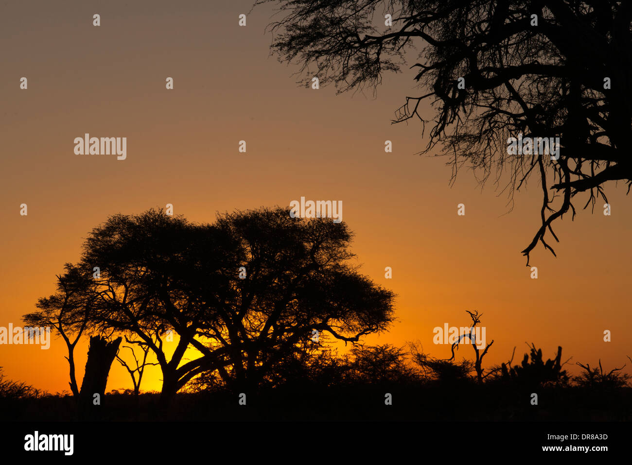 Tramonto vicino al camp Savute Elephant Camp da Orient Express in Botswna nel Chobe National Park. Foto Stock