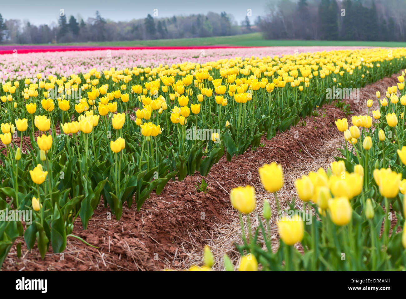 Righe di colorati tulipani a molla. Foto Stock