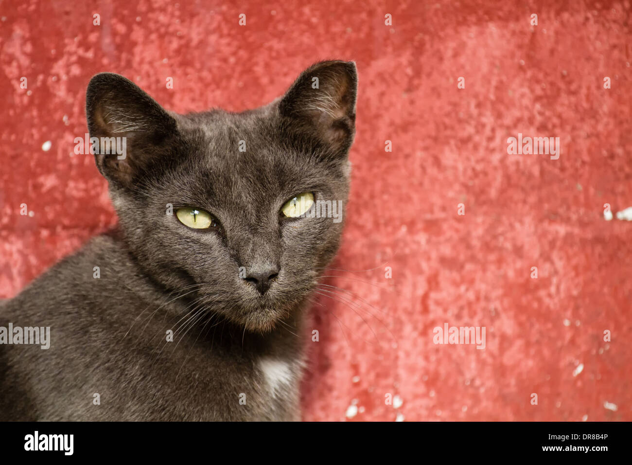 Grigio gatto adulto guardando la telecamera contro uno sfondo di colore rosso. Foto Stock