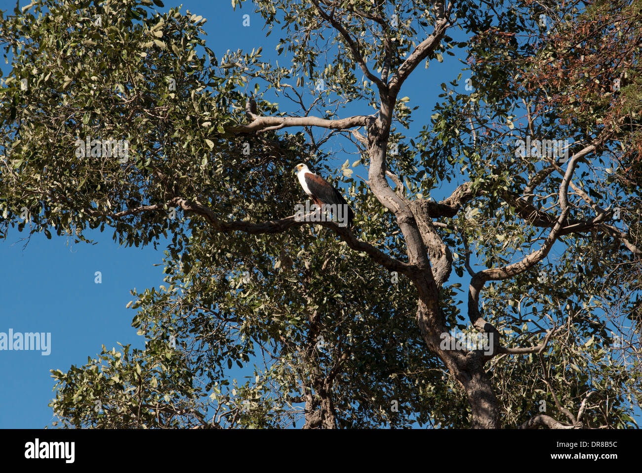Un bellissimo pesce eagle bird tenta di porre nei pressi del Savute Elephant Camp da Orient Express in Botswna nel Chobe National Park. Foto Stock
