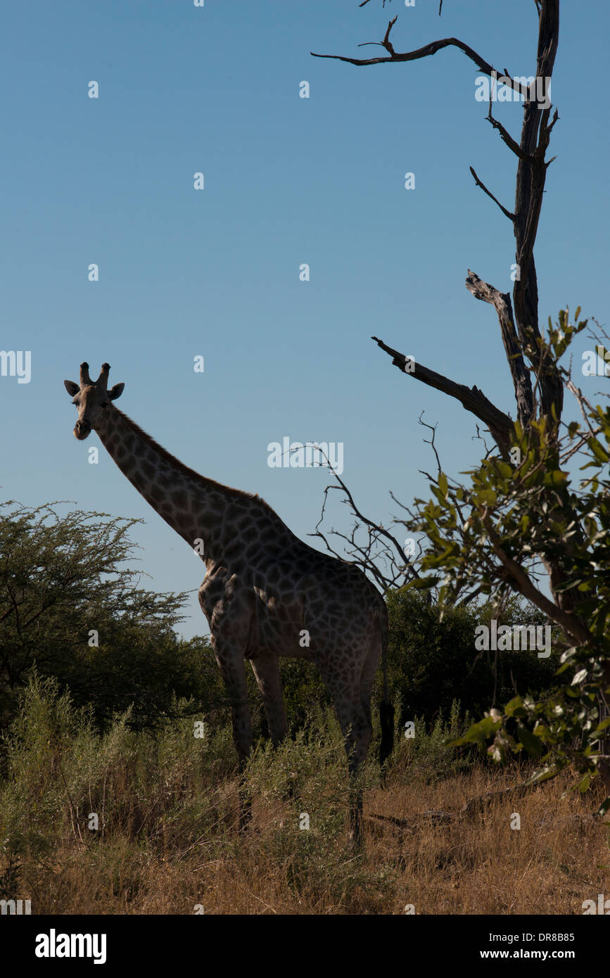 Alcune giraffe acqua potabile in un fiume vicino al campo Savute Elephant Camp da Orient Express in Botswna in Chobe National Foto Stock