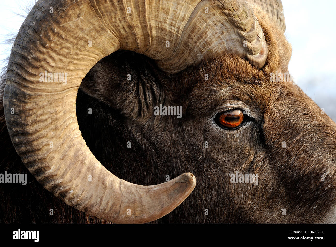 Una chiusura laterale di un muflone selvatico di ram che mostra il dettaglio nell'occhio e arricciatura delle sue corna Foto Stock