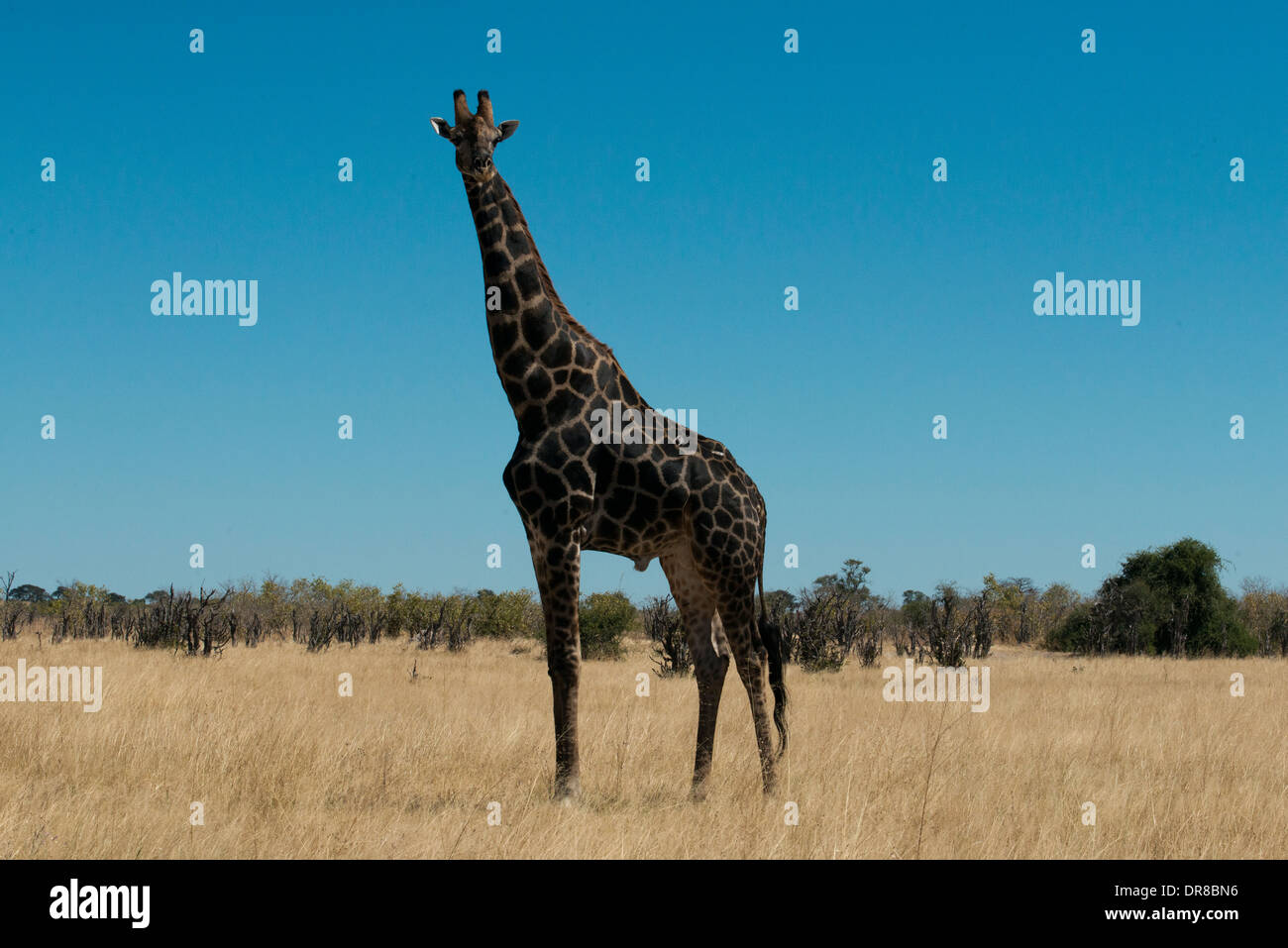 Alcune giraffe acqua potabile in un fiume vicino al campo Savute Elephant Camp da Orient Express in Botswna in Chobe National Foto Stock