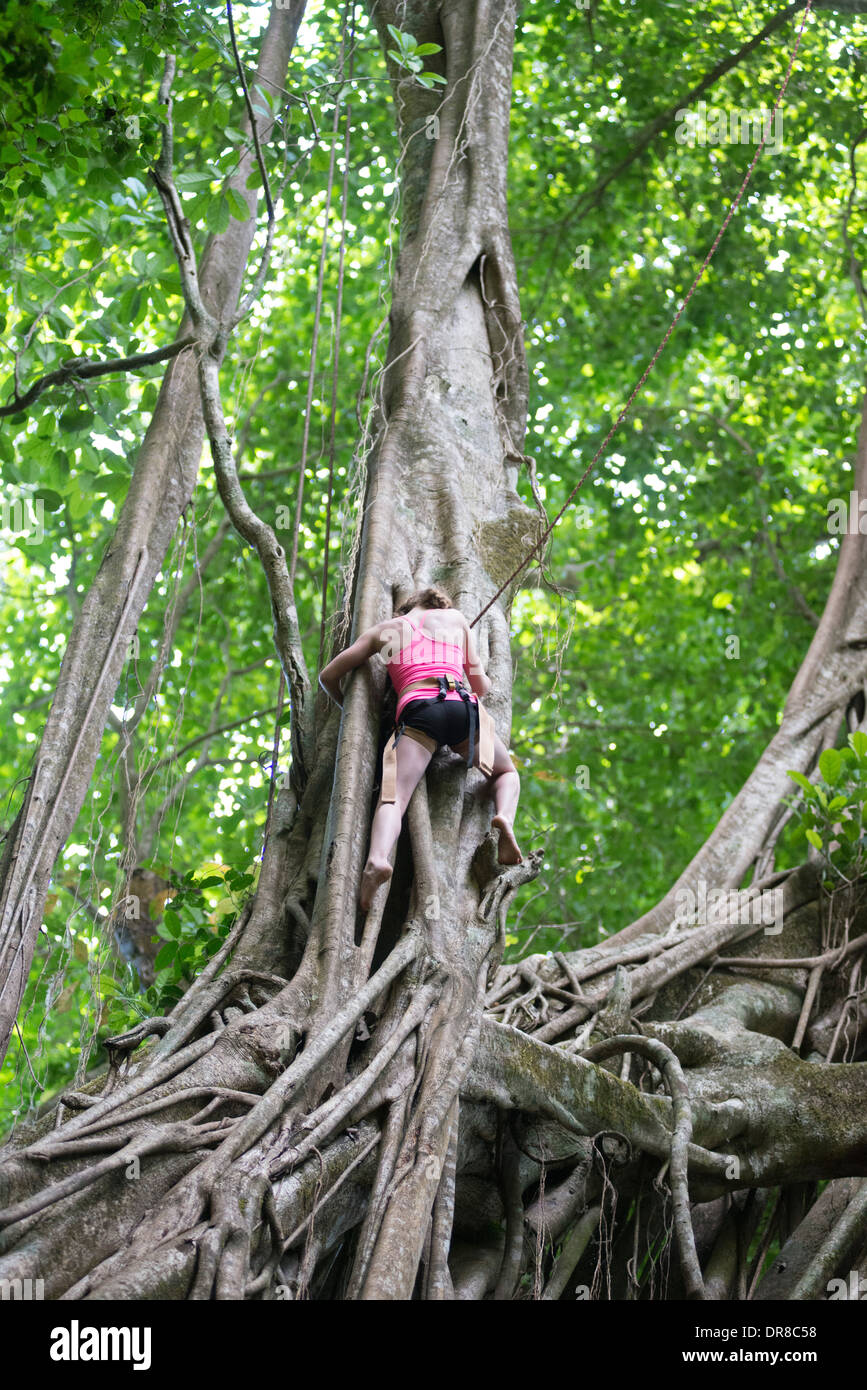 Tree Climbing Costa Rica Foto Stock