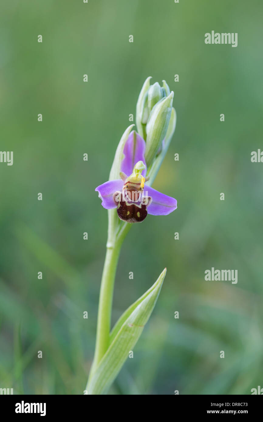 Bee Orchid (Ophrys apifera) su Collard Hill Foto Stock